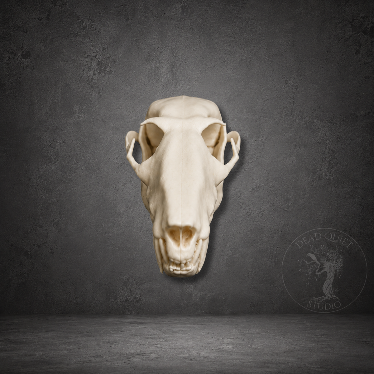 Close up of bone white fruit bat skull resin decorative specimen