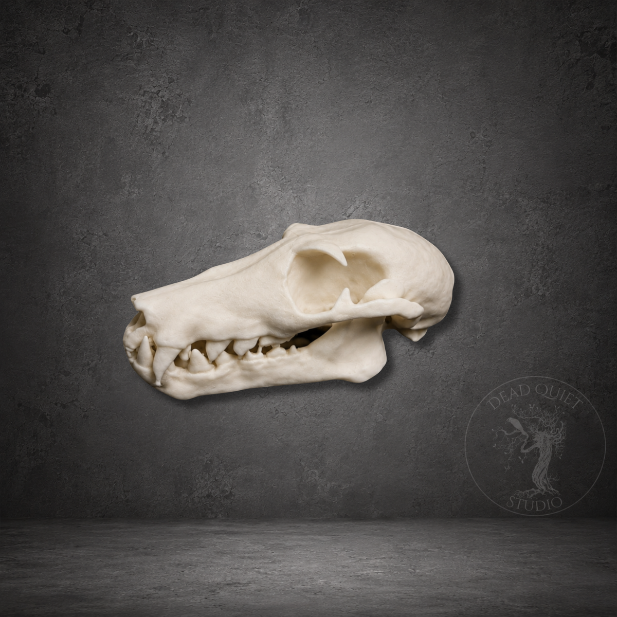 Bone white resin fruit bat skull with detailed anatomical sculpt