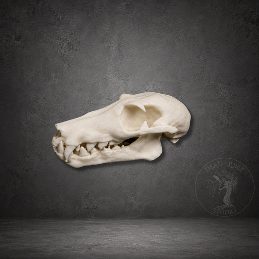 Bone white resin fruit bat skull with detailed anatomical sculpt