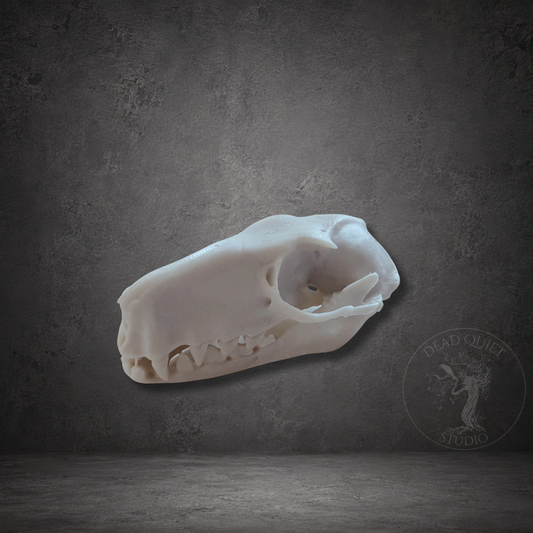 Hammer-headed bat skull 3D printed from a scan of a real skull