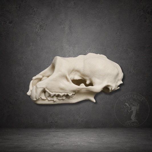 lesser-horseshoe-bat-skull-bone-white-resin-02